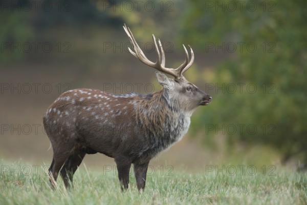 Sika deer (Cervus nippon) adult male stag standing in a woodland clearing in autumn, England,