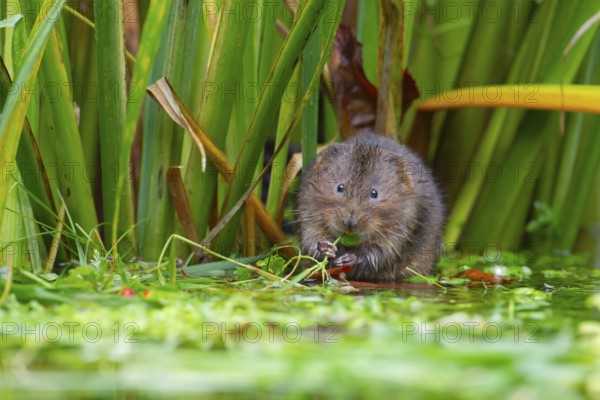 Water vole (Arvicola amphibius) adult rodent animal feeding on plant stems at the edge of a pond,