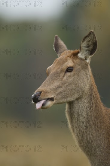 Red deer (Cervus elaphus) adult female hind animal humourously funny sticking its tongue out,
