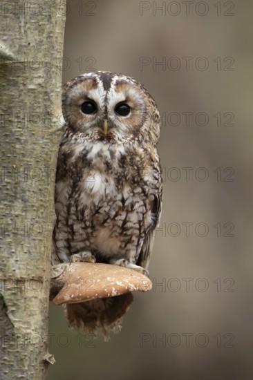 Tawny owl (Strix aluco) adult bird resting on a Bracket fungi on a Silver birch tree in a woodland
