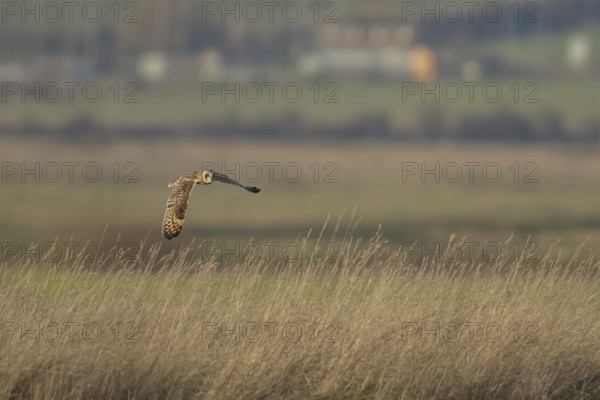 Short-eared owl (Asio flammeus) adult bird hunting in flight over grassland in winter, England,