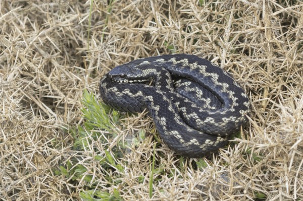 Common european adder or viper snake (Vipera berus) adult reptile basking on a Gorse bush in