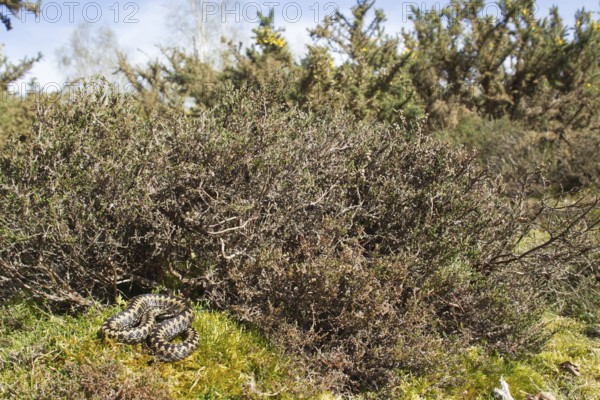 Common european adder or viper snake (Vipera berus) adult reptile basking or warming up by a