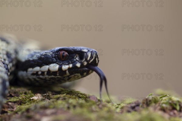 Common european adder or viper snake (Vipera berus) adult reptile on a moss covered tree stump in