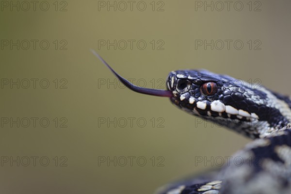 Common european adder or viper snake (Vipera berus) adult reptile flicking or sticking its tongue