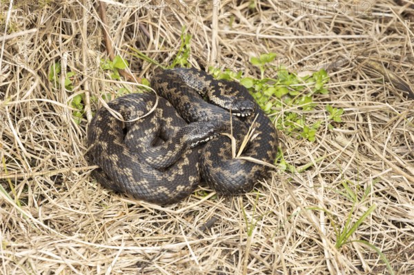 Common european adder or viper snake (Vipera berus) two adult reptiles basking or warming up by a