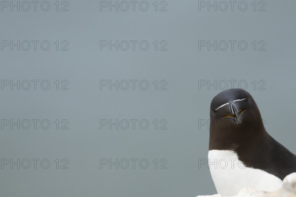 Razorbill (Alca torda) adult seabird bird head portrait, RSPB Bempton cliffs nature reserve,