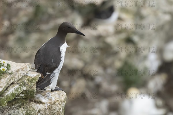 Guillemot (Uria aalge) adult seabird bird on a cliff ledge in summer, RSPB Bempton cliffs nature