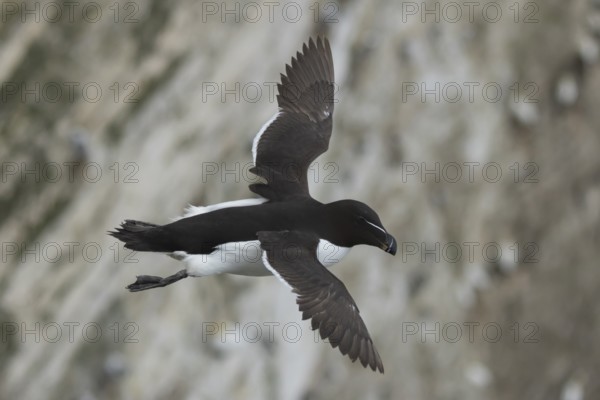 Razorbill (Alca torda) adult seabird bird in flight in summer, RSPB Bempton cliffs nature reserve,