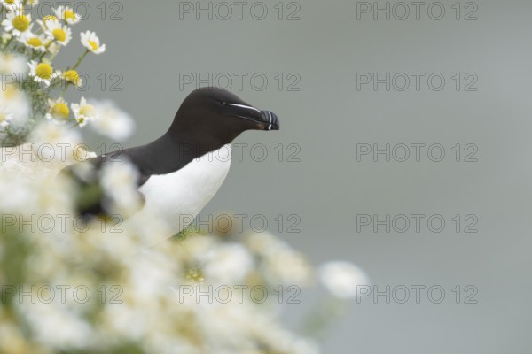 Razorbill (Alca torda) adult seabird bird on a cliff top amongst Mayweed flowers in summer, RSPB