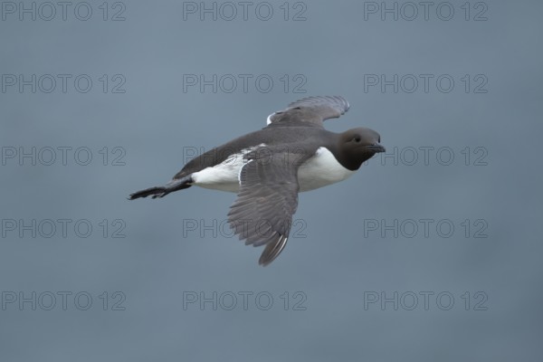 Guillemot (Uria aalge) adult seabird bird flying in summer, RSPB Bempton cliffs nature reserve,