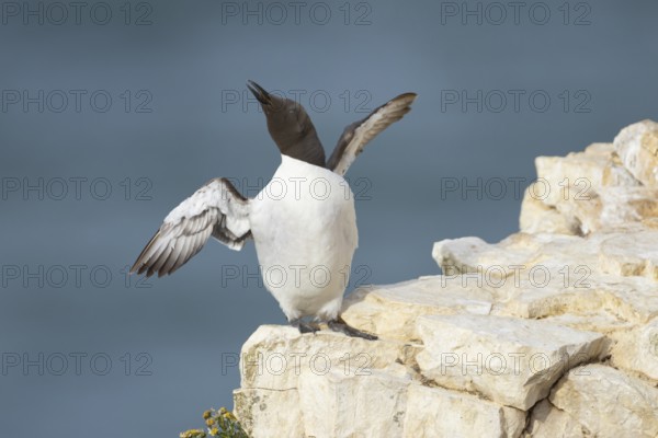 Guillemot (Uria aalge) adult seabird bird stretching its wings on a cliff ledge in summer, RSPB