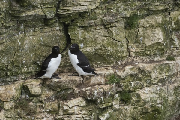 Razorbill (Alca torda) two adult seabird birds on a cliff ledge in summer, RSPB Bempton cliffs