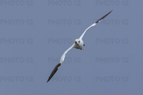 Northern gannet (Morus bassanus) adult seabird bird in flight in summer, RSPB Bempton cliffs nature