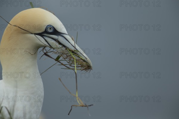 Northern gannet (Morus bassanus) adult seabird bird carrying nest material in its beak in summer,