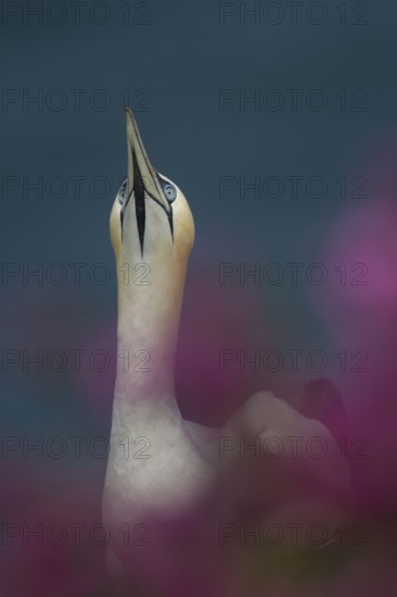 Northern gannet (Morus bassanus) adult seabird bird amongst cliff top summer flowers, RSPB Bempton