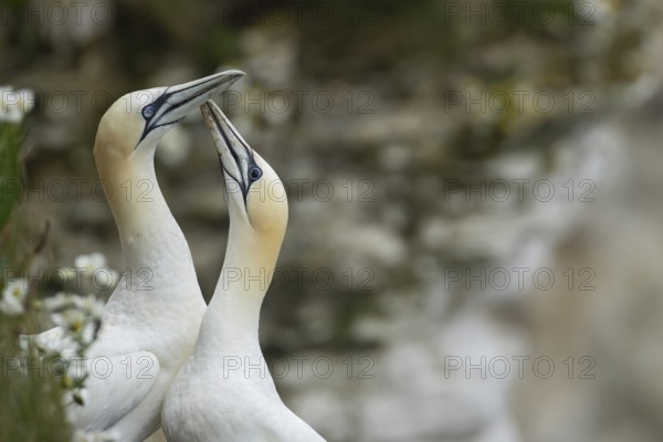 Northern gannet (Morus bassanus) two adult seabird birds performing their love courtship display,