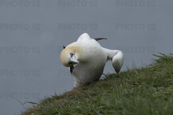 Northern gannet (Morus bassanus) adult seabird bird on a cliff top in summer, RSPB Bempton cliffs