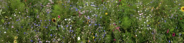 Vegetation, wildflowers, wildflower meadow, meadow, biodiversity, panorama, Rügen island, largest