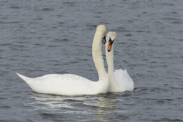 Mute swan (Cygnus olor) two adult birds performing their courtship love display on the water of a