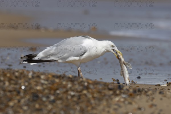 Herring gull (Larus argentatus) adult seagull bird feeding on a dogfish shark fish on a beach in