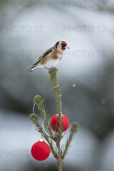 European goldfinch (Carduelis carduelis) adult garden bird on a snow covered Christmas spruce tree