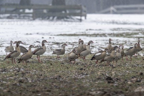 Egyptian geese (Alopochen aegyptiacus), Emsland, Lower Saxony, Germany