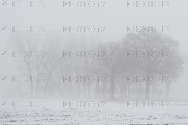 English oaks (Quercus robur) in fog, Emsland, Lower Saxony, Germany