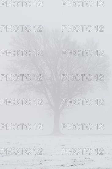 English oaks (Quercus robur) in fog, Emsland, Lower Saxony, Germany