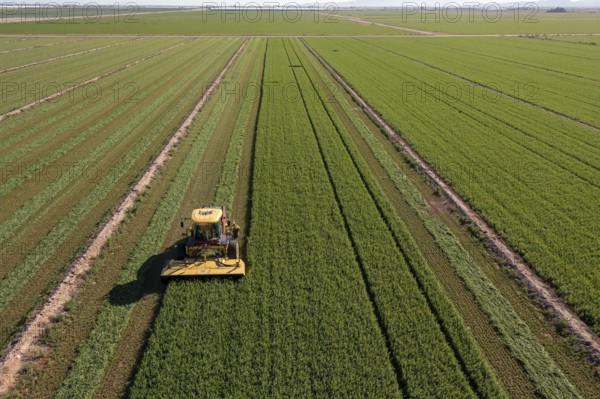 Buckeye, Arizona - A tractor cuts alfalfa on a farm in the Arizona desert. Alfalfa uses a lot of