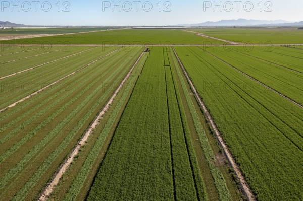 Buckeye, Arizona - Alfalfa growing on a farm in the Arizona desert. Alfalfa uses a lot of water,