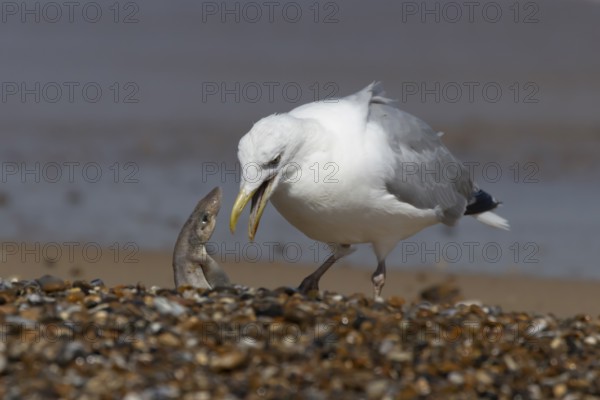 Herring gull (Larus argentatus) adult seagull bird feeding on a Dogfish shark fish on a beach in