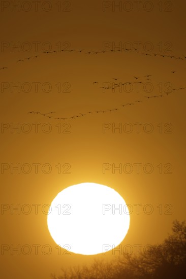 Pink-footed goose (Anser brachyrhynchus) adult geese flying in a flock or skein at sunset in
