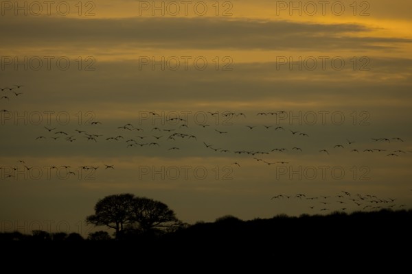 Pink-footed goose (Anser brachyrhynchus) adult geese flying in a flock or skein at sunset in
