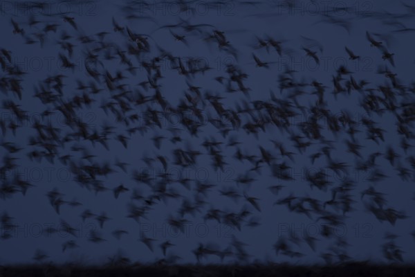 Pink-footed goose (Anser brachyrhynchus) adult geese flying in a flock or skein at dusk in winter,