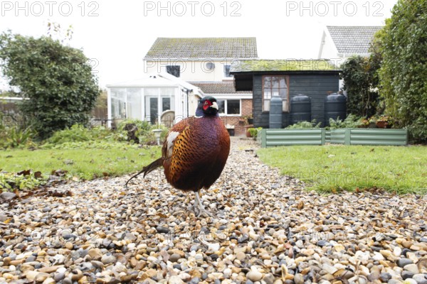 Common pheasant (Phasianus colchicus) adult male game bird on a garden path with a house in the