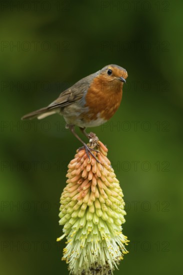 European robin (Erithacus rubecula) adult garden bird on a Red hot poker flower in summer, England,