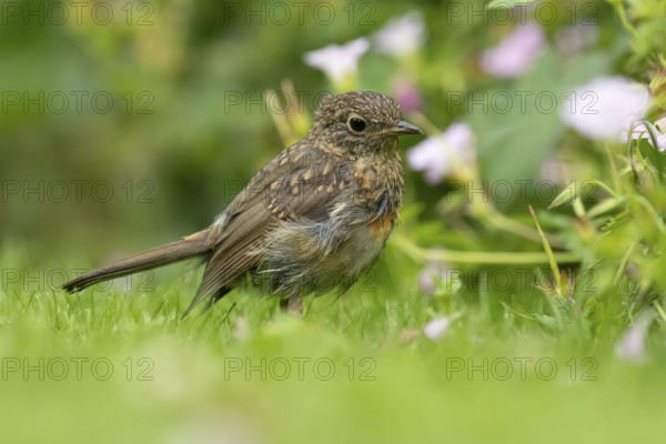 European robin (Erithacus rubecula) juvenile baby fledgling garden bird on a grass lawn in summer,