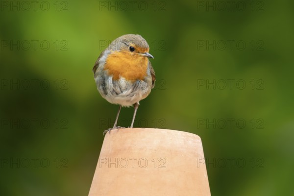 European robin (Erithacus rubecula) adult garden bird on a plant pot in summer, England, United