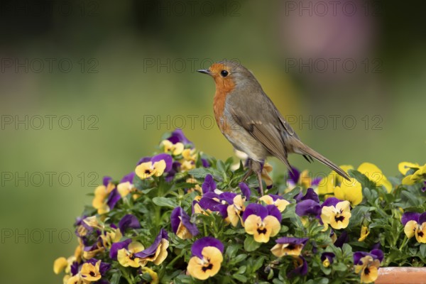 European robin (Erithacus rubecula) adult garden bird on a plant pot with Pansy and Viola flowers