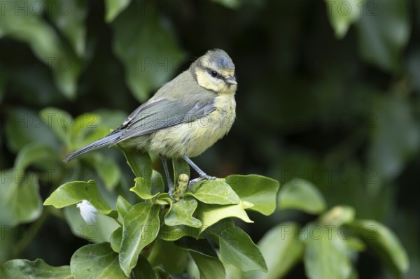 Blue tit (Cyanistes caeruleus) adult garden bird on an Ivy tree branch, England, United Kingdom