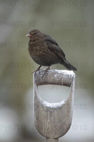 European blackbird (Turdus merula) adult female garden bird on a frost covered fork handle in