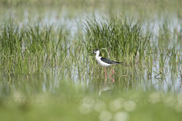 Black winged stilt (Himantopus himantopus) adult wader bird in a shallow lagoon in summer, RSPB