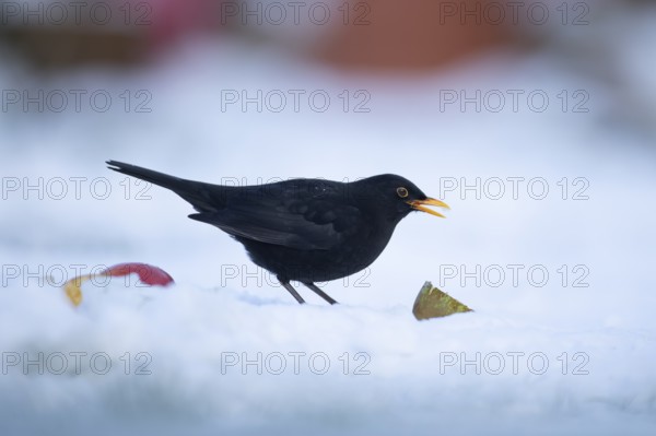 Eurasian blackbird (Turdus merula) adult male garden bird feeding on fruit on a snow covered grass