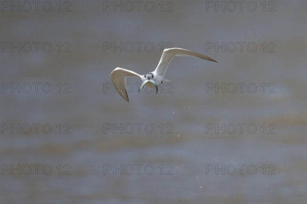 Sandwich tern (Thalasseus sandvicensis) adult bird in flight with a fish in its beak in summer,