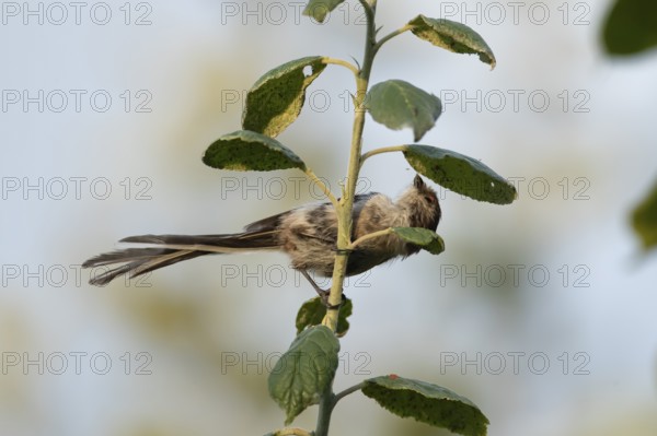Long tailed tit (Aegithalos caudatus) adult garden bird feeding on aphids on a fruit tree in