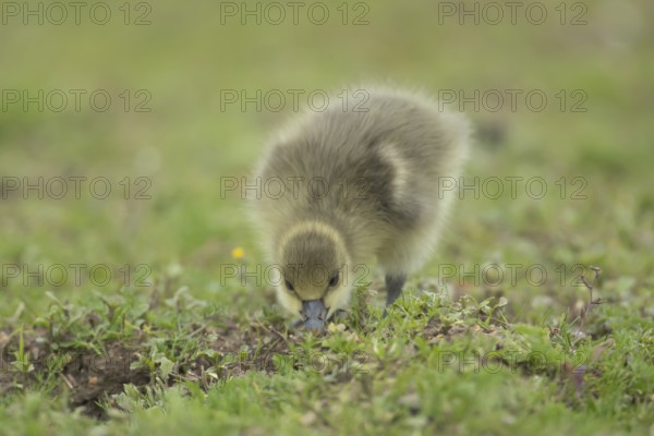Greylag goose (Anser anser) juvenile baby gosling bird feeding on grassland in summer, England,