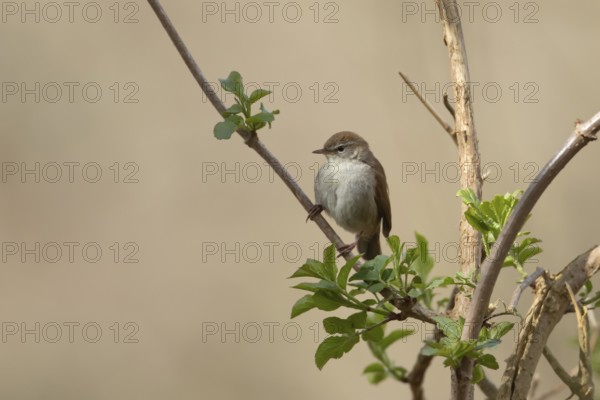 Cetti's warbler (Cettia cetti) adult bird on a tree branch in spring, RSPB Minsmere nature reserve,