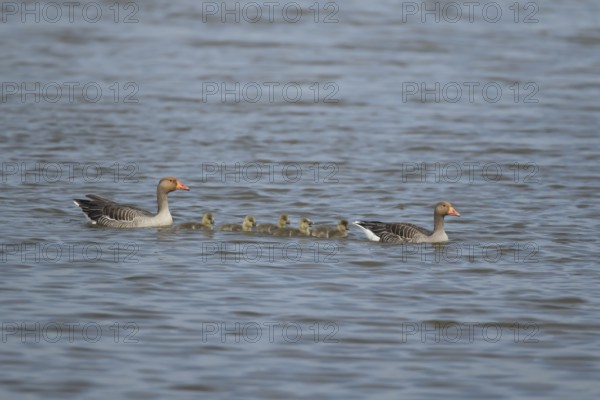 Greylag goose (Anser anser) two adult geese and five juvenile baby gosling birds swimming on a lake