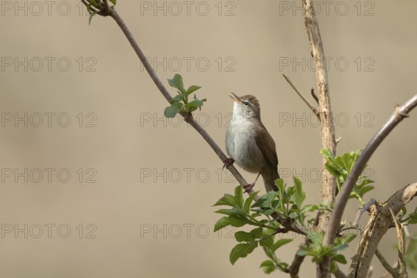 Cetti's warbler (Cettia cetti) adult bird singing on a tree branch in spring, RSPB Minsmere nature